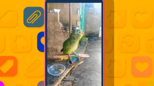 Mascotas que cantan y hablan sorprendieron con su talento Mascotas que cantan y hablan sorprendieron con su talento