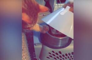 381250_gato_1.jpg