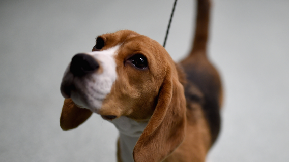 353619_BLU Radio. Beagle // Foto: AFP 353619_BLU Radio. Beagle // Foto: AFP