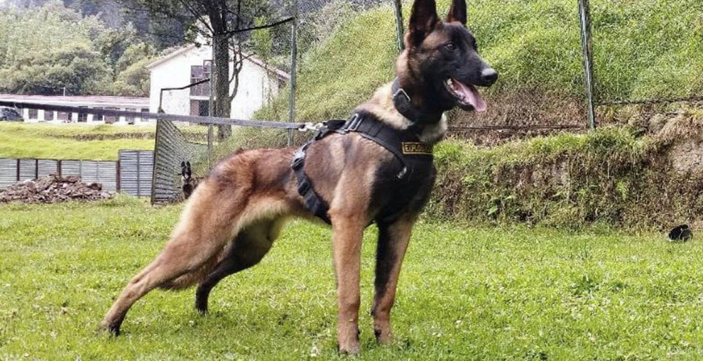 Guía de Wilson no pierde la esperanza de hallar a su compañero canino y aún lo busca en el Guaviare