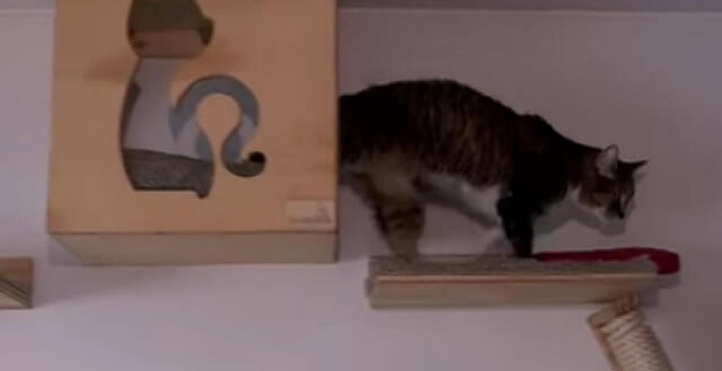 -gato-.jpg