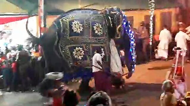 ¡Impactante! Elefante se descontrola y embiste a varias personas en pleno desfile 