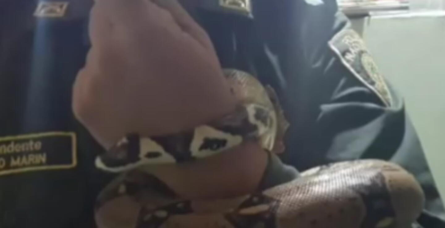 serpiente se metió a jardín infantil en Medellín