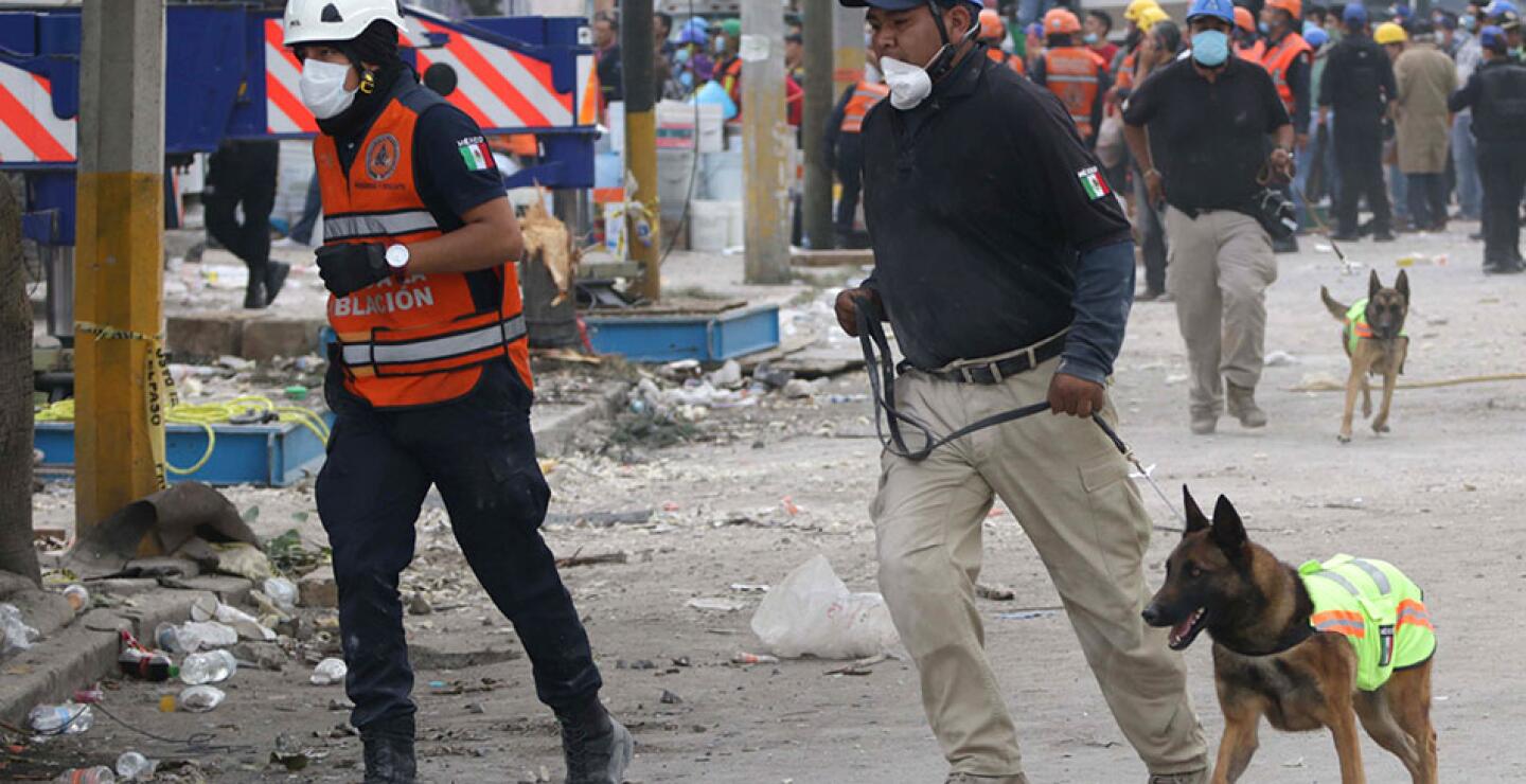 Los binomios caninos son parte fundamental de las labores de búsqueda.