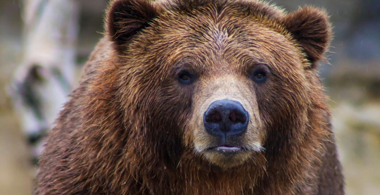 Oso