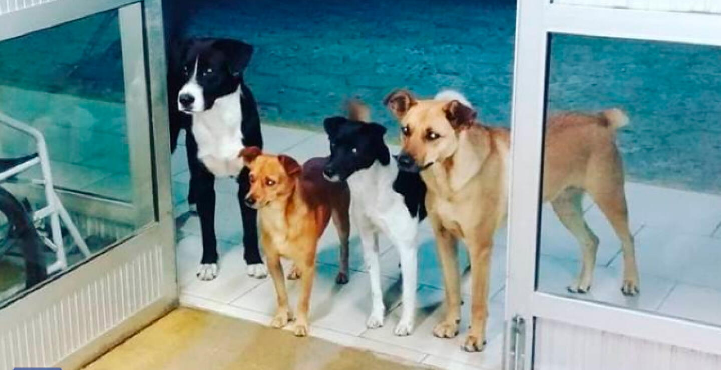 perros-hospital-brasil.jpg