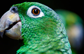 Foto referencial de loro