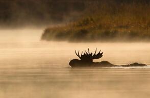 Imagen de un alce en el Grand Teton Natonal Park. Captada poco después del amanecer, cuando el animal cruza el Snake River.