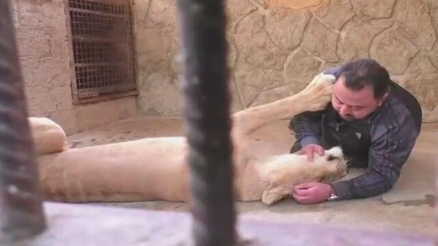 Leones y tigres son dóciles gatitos en las manos de este sirio