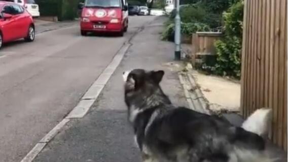 10360_La Kalle - Perro que espera carro de los helados - Foto Twitter 10360_La Kalle - Perro que espera carro de los helados - Foto Twitter