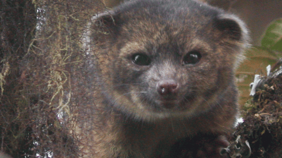 Olinguito - AP Olinguito - AP