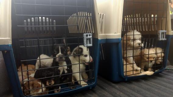 297916_Blu Radio / Murieron 14 de los 25 cachorros rescatados por la Policía Ambiental de Cali / Foto: Policía de Cali.