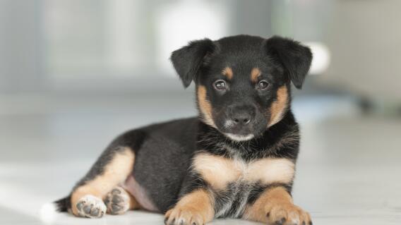 Perro Perro