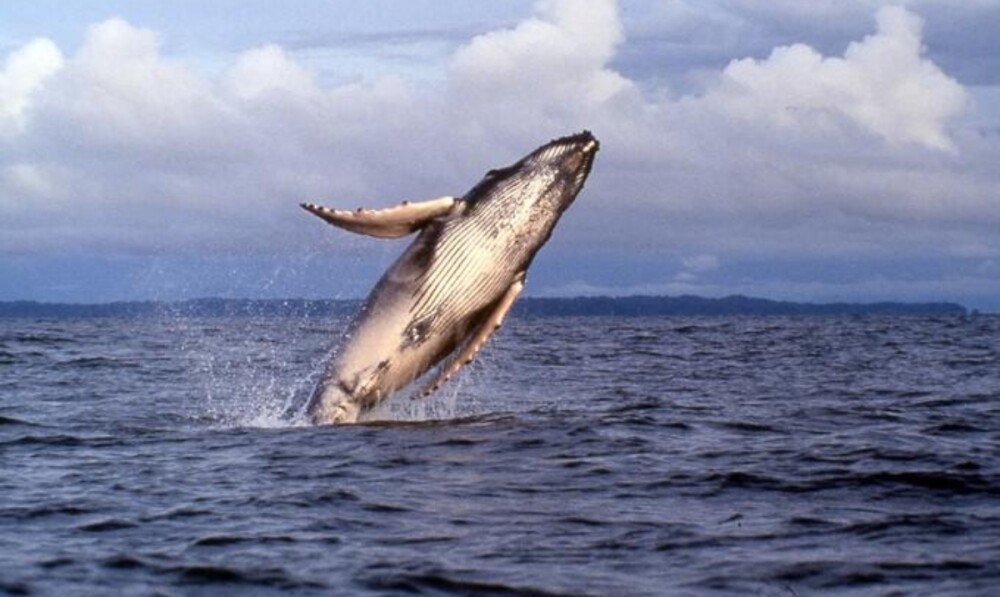 Avistamiento de ballenas en Bahía Solano.jpg