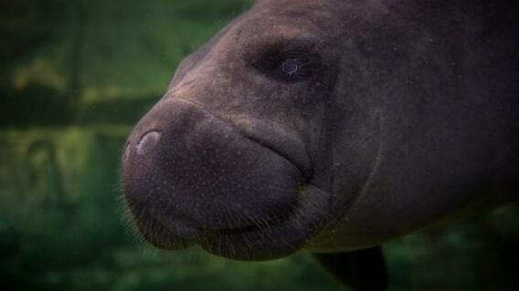 FRANCE-ZOOPARC-MANATEE
