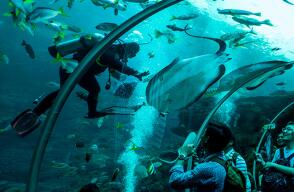 singapur-acuario.jpg