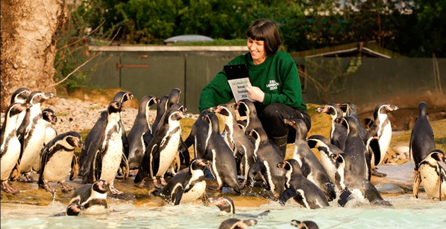 londonzoo2.gif