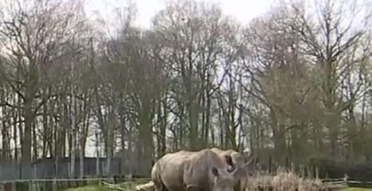 elefante.jpg