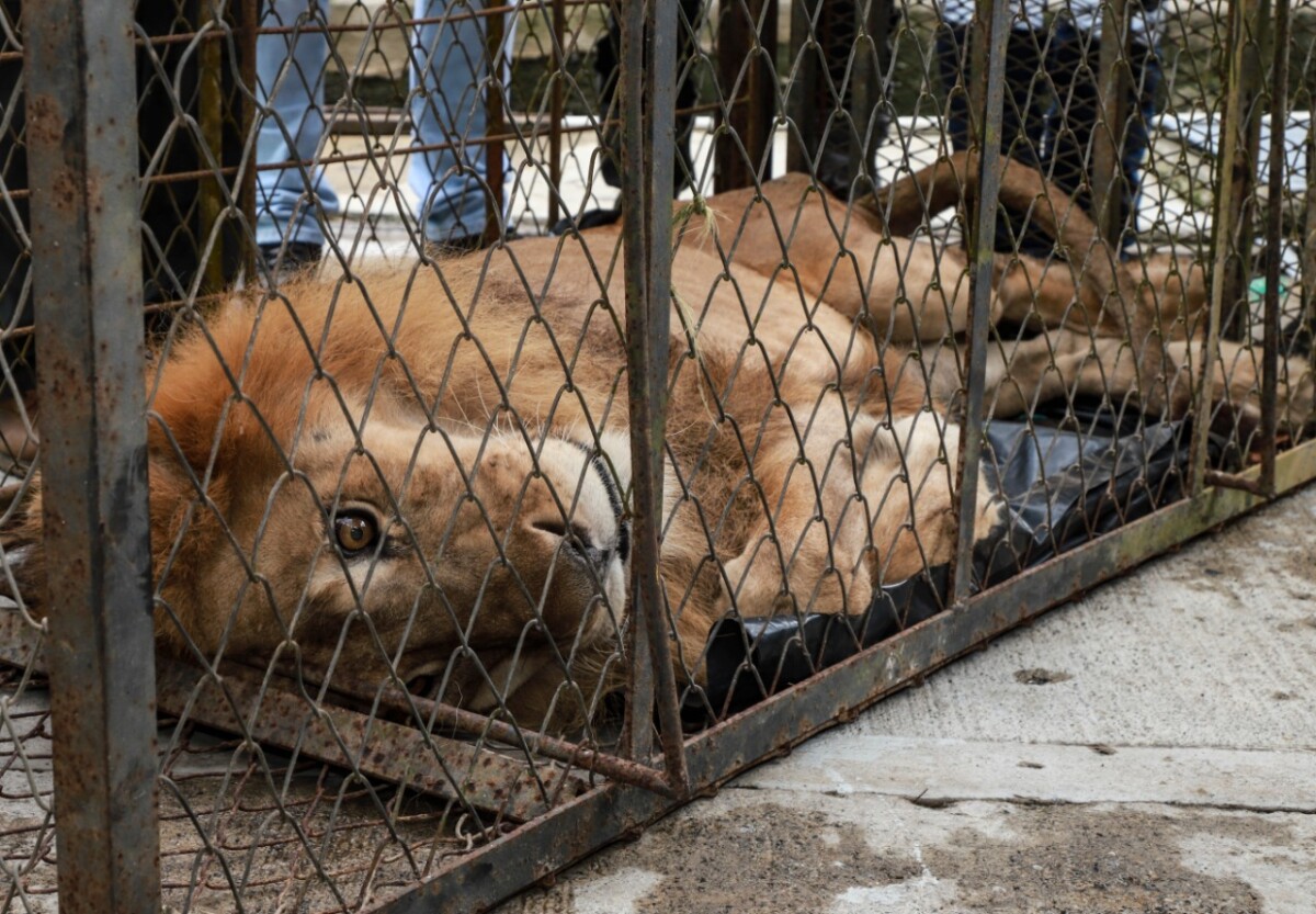 21203_jupiter_el_leon_foto_afp.jpeg