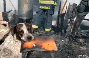 perro-llora-en-incendio.jpg