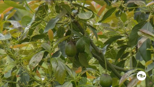 Aguacate Hass.jpg Aguacate Hass.jpg