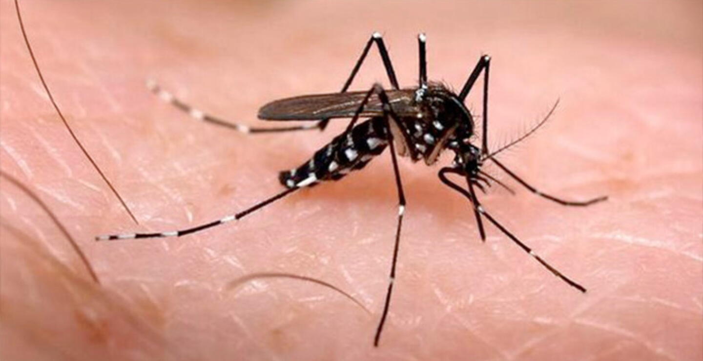 Alerta en el Colombia por casos de dengue: se han registrado más de 50.000