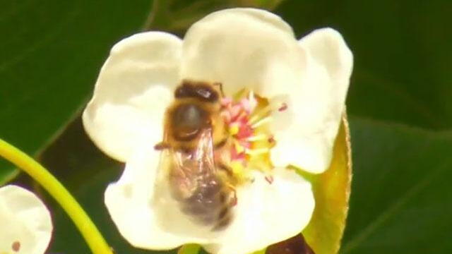 Apicidio: el 30% de las abejas en Colombia ha muerto en los últimos 3 años