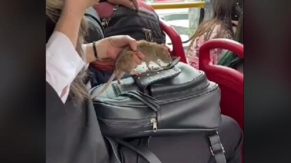 ratas en Transmilenio.jpg ratas en Transmilenio.jpg