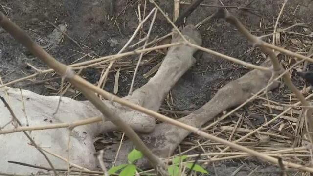 Felinos andan sueltos en Bolívar y han derramado la sangre de casi cien reses en solo un mes 