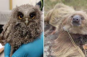 Animales silvestres volvieron a su hábitat en Cundinamarca: loros, perezosos y zarigüeyas