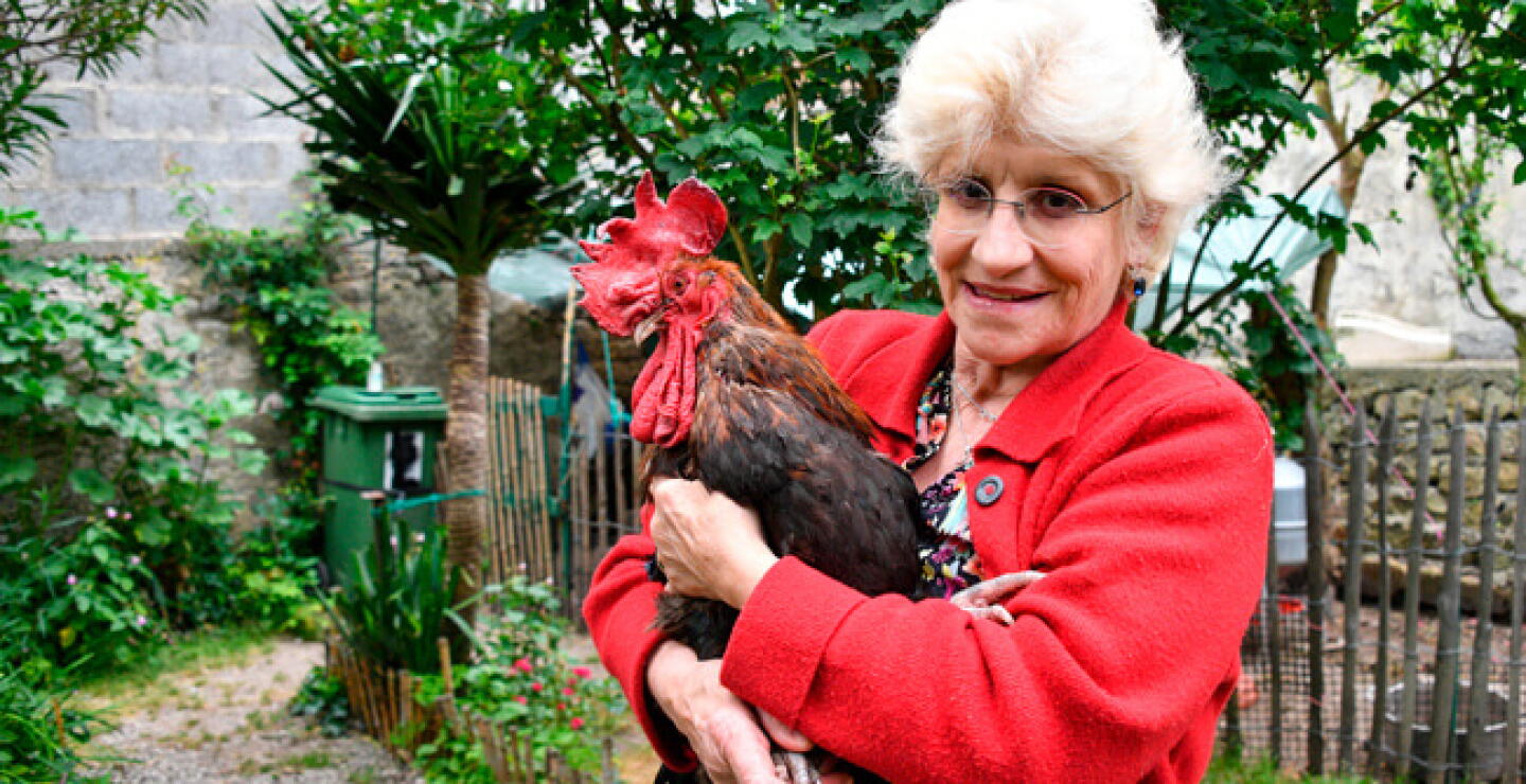 gallo.jpg