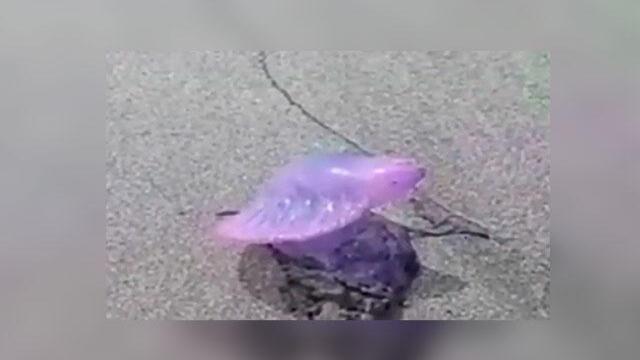 Dos bañistas sufren paros respiratorios al tener contacto con la fragata portuguesa en Barranquilla