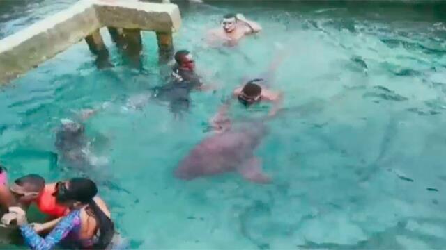 Tiburones gato serán liberados por denuncia de maltrato en acuarios artesanales de Bolívar