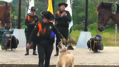 perrito policía  perrito policía