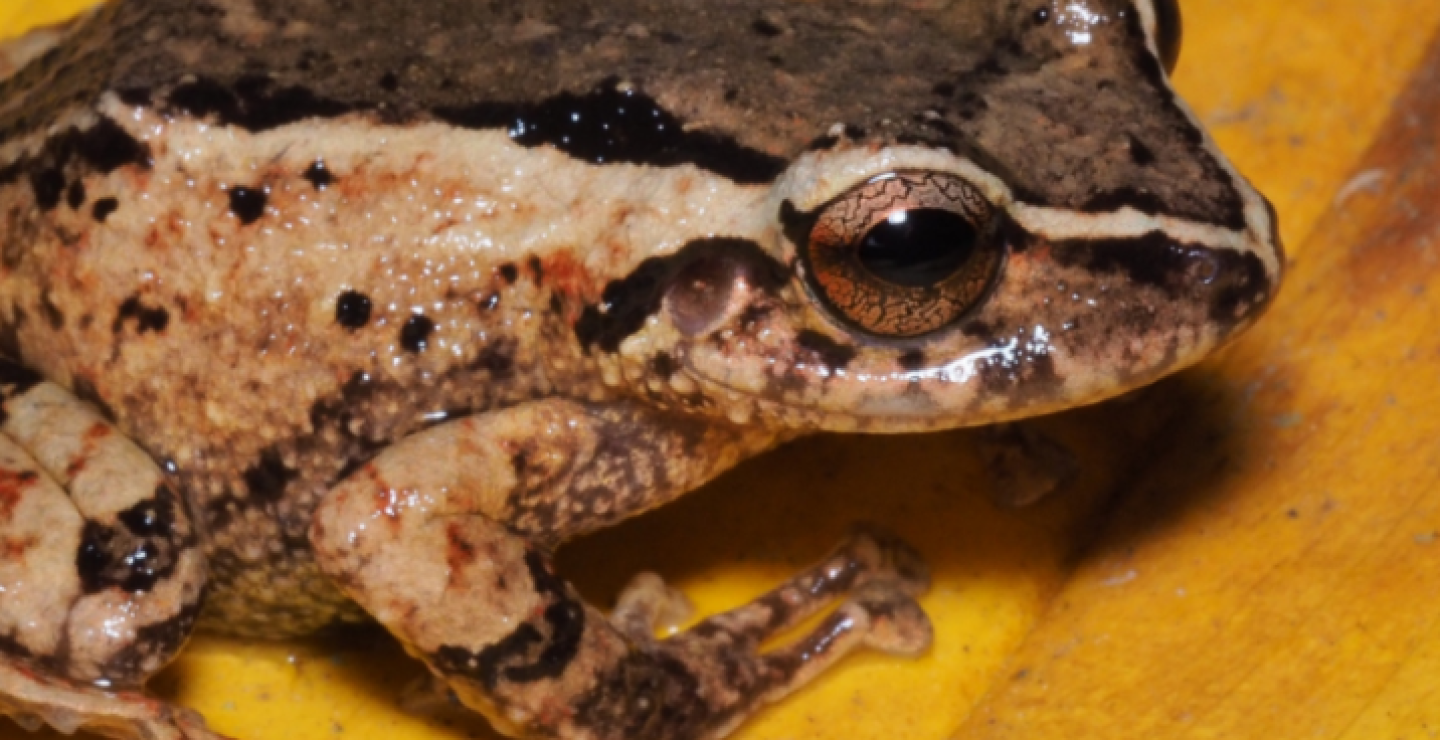 Rana