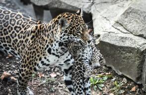 329562_Blu Radio. Jaguar. Foto: AFP