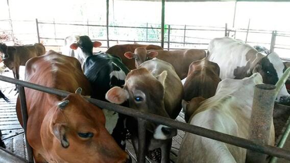 vacas-colprensa.jpg vacas-colprensa.jpg