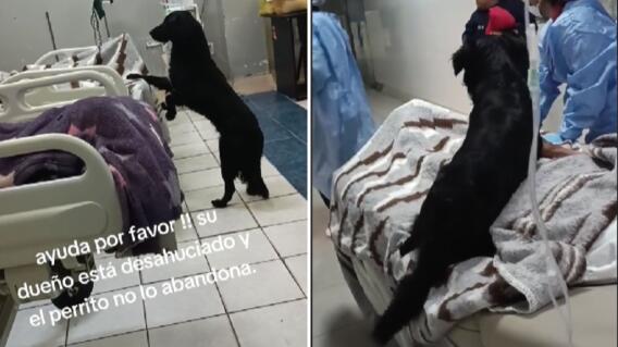 Perro acompaña a su dueño en el hospital Perro acompaña a su dueño en el hospital