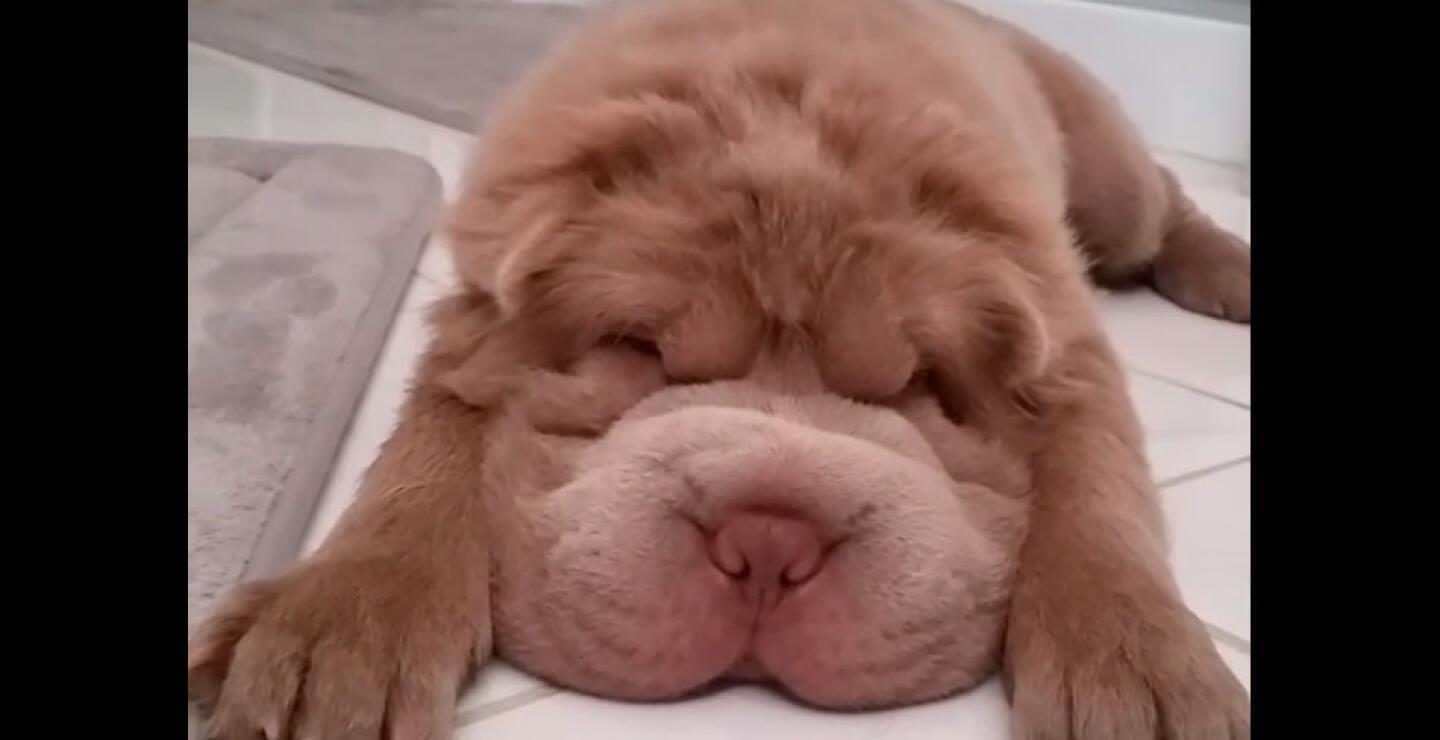 perro13_1.jpg