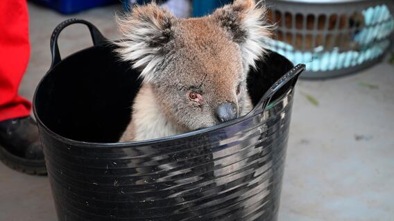 352920_BLU Radio. Koala de Australia // Foto: AFP
