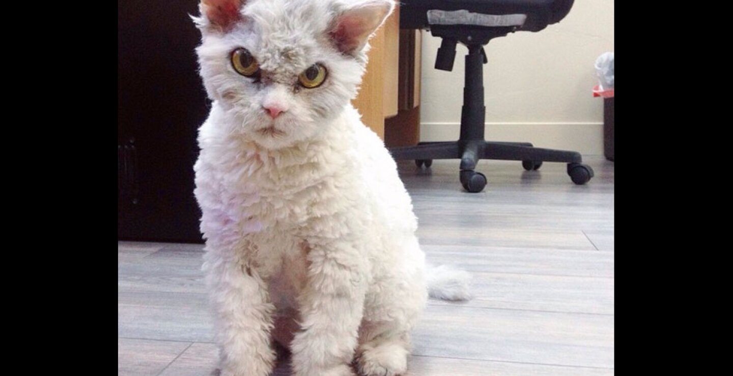 gato15.jpg