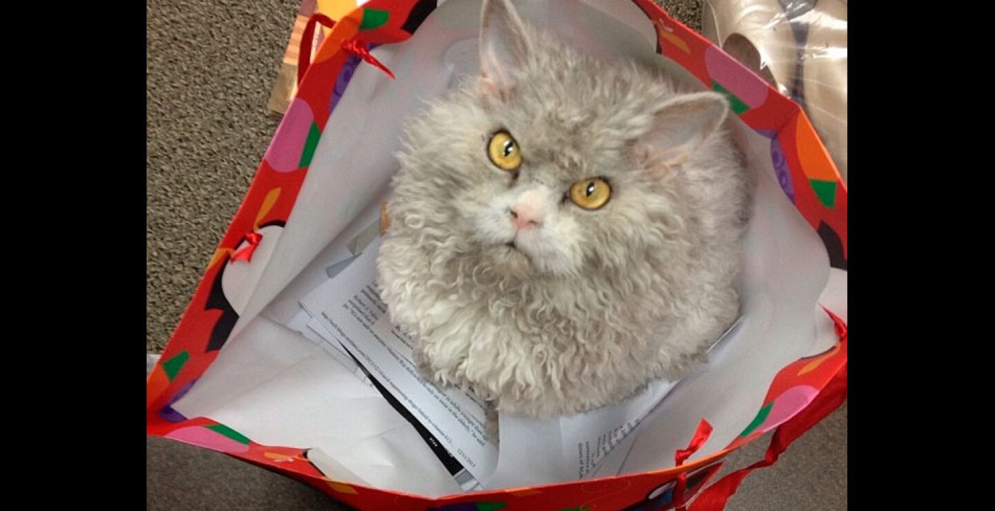 gato17.jpg