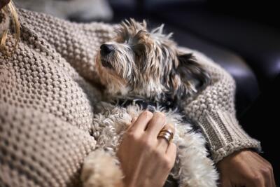 Abrazar a los perros Abrazar a los perros