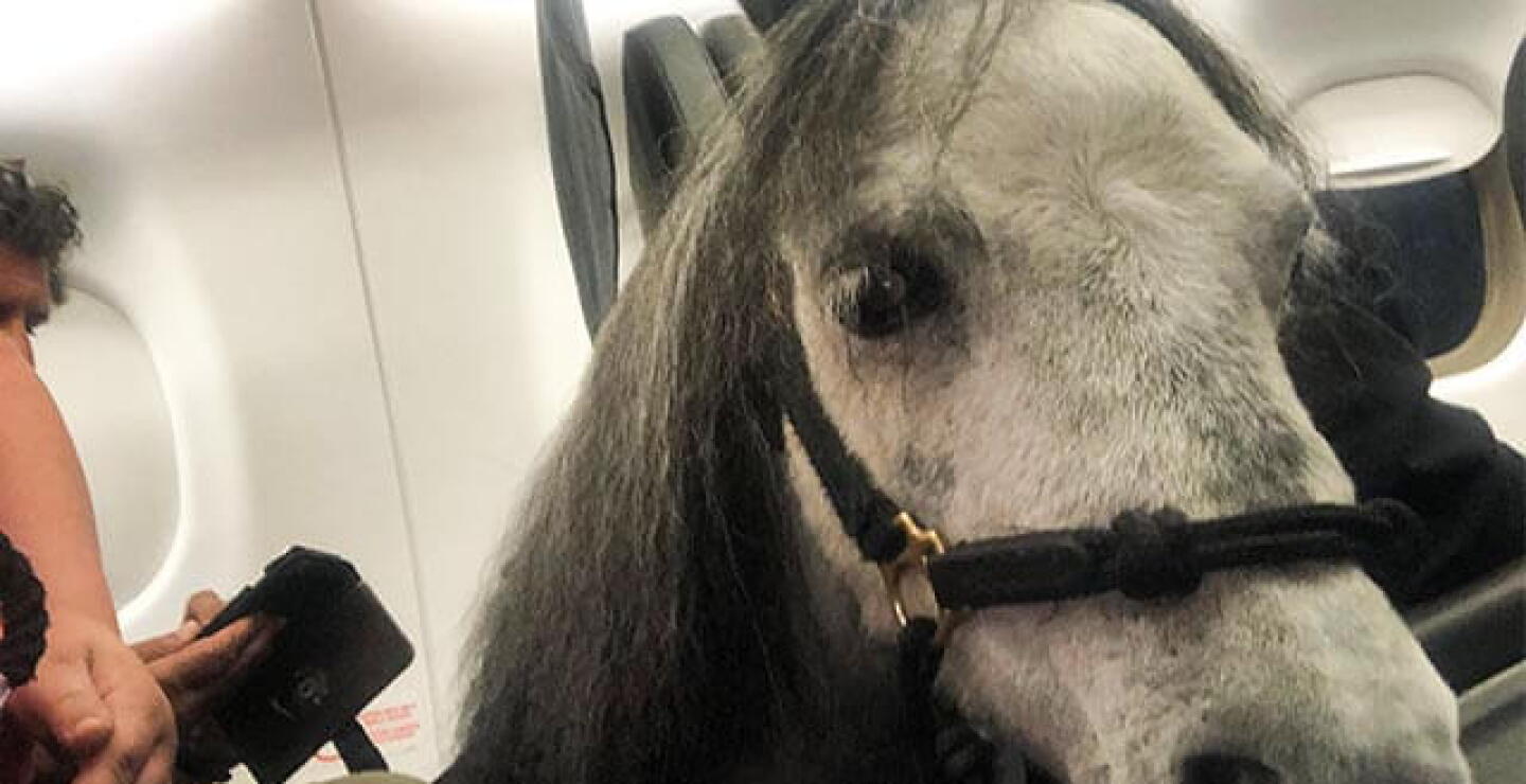 caballo_en_avion.jpg