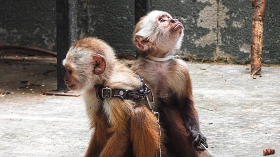 Monos cariblancos amarrados con cadenas en una terraza en Medellín fueron rescatados Monos cariblancos amarrados con cadenas en una terraza en Medellín fueron rescatados