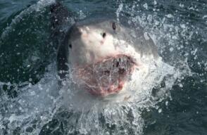 Tiburón le arrancó la cabeza y hombros a un pescador: sorprendente ataque