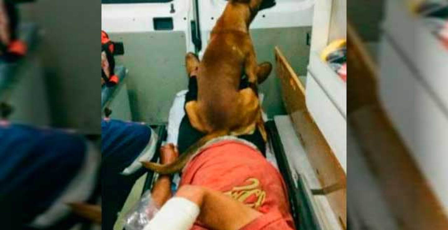 perrito_.jpg