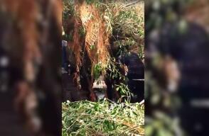 Mujer murió tras caerle un árbol encima, en Barranquilla: estaba esperando un bus