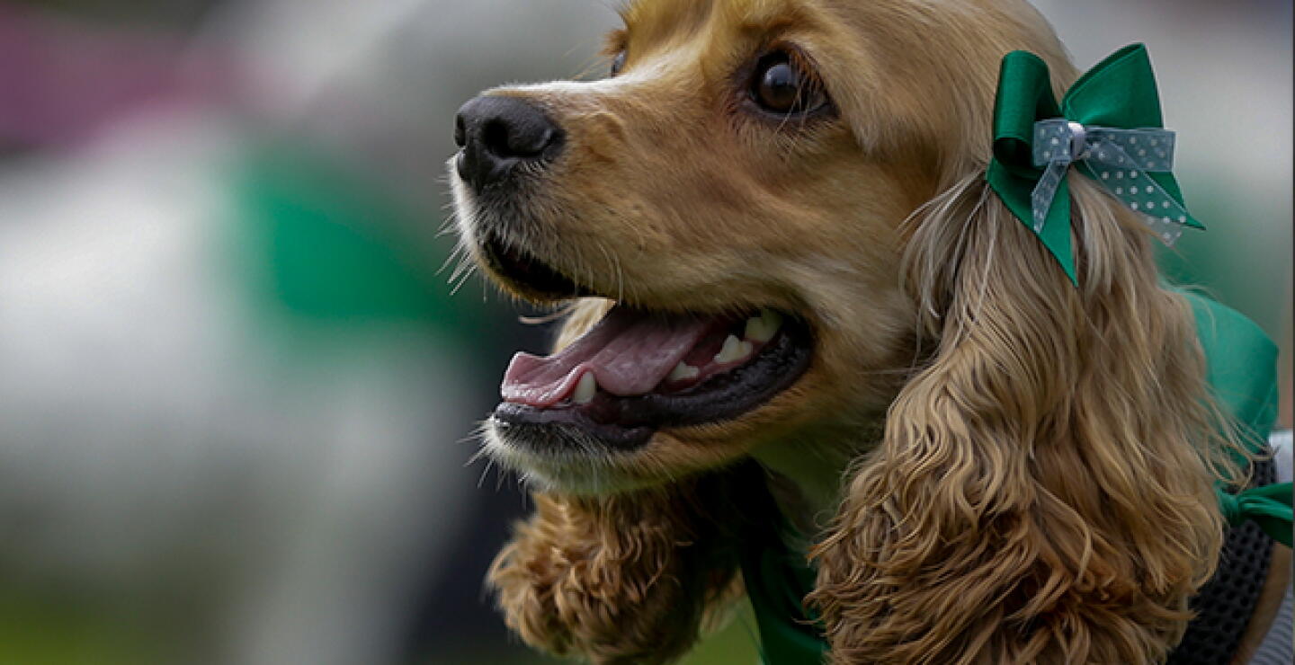 mascotas.jpg