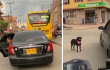 Hombre abandonó a perrita en Suba 